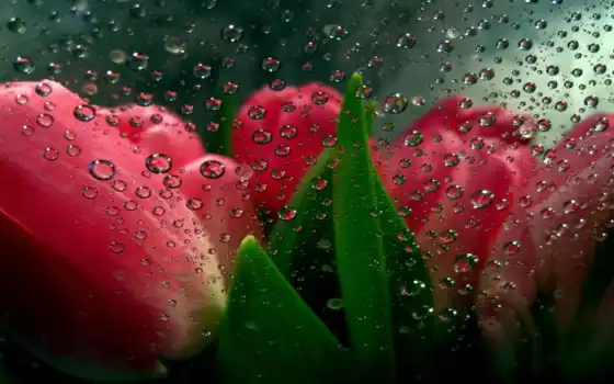 цветы, тюльпан, drop
