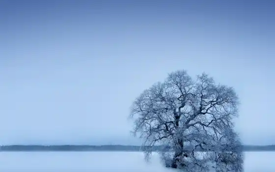 дерево, зима, снег, ipad