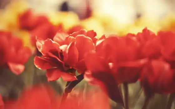 лепестки, красные, макро, цветы тюльпаны, макро, красные макро, гроздь, 