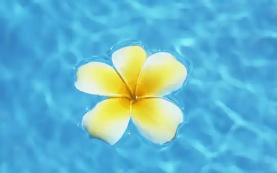 frangipani, flowers, цветы, hawaii, plumeria, pinterest, water, blue, об, 