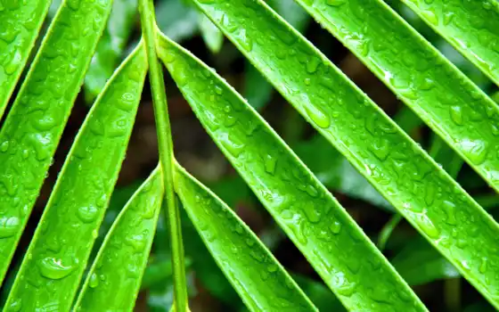 листья, drops, дождь, long, макро, растение, 