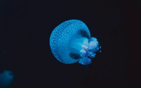 jellyfish, fish, underwater, black, blue, 