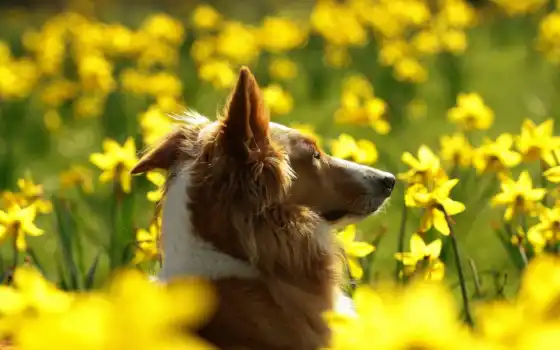 собака, животное, цветы, желтый, колли, грубо