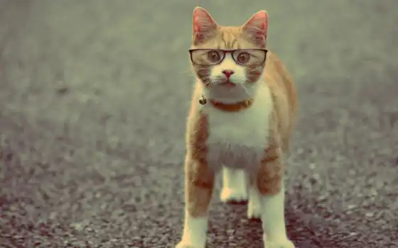 кот, очках, животные, 