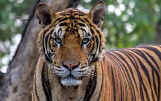 тигр, животное, бенгальский, кот, Индия, тигр, живой, национальный, зоопарк, название, парк
