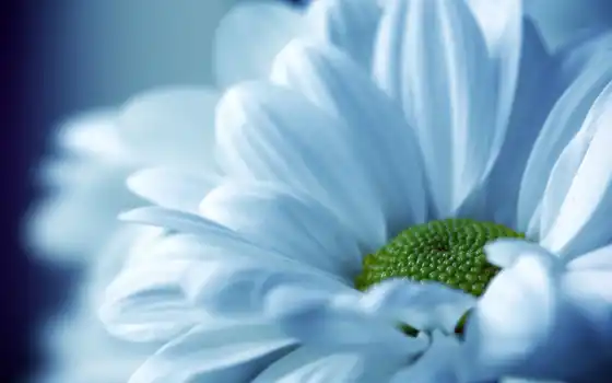 цветы, белый, растение, лепесток, синий