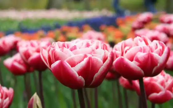 тюльпаны, пенные, розовые, весенние, розовые, бутоны, лепестки, алые,