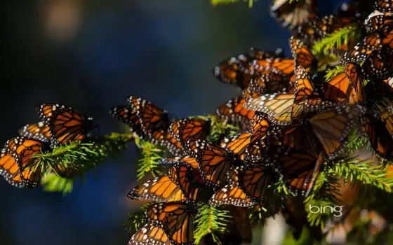 монарх, бабочка, migration, бабочки, butterflies, great, следы, 