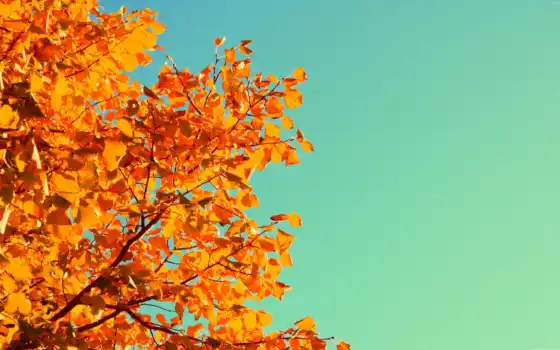 осень, ли, дерево, цвет, желтый, цвет, ветви