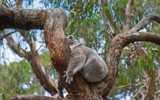 коала, animal, животные, cute, австралия