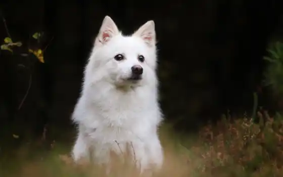собака, эскимо, американский