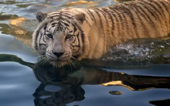тигры, животные, хищник, плавание, 