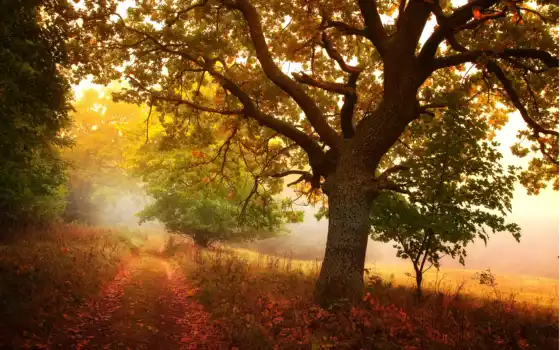 осень, деревья, природа, дорога, листья, дерево, тропа, лес, картинка, роща, дорожка, 