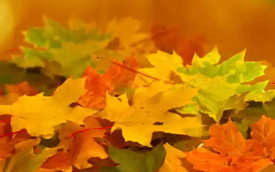 листья, оранжевые, осень, желтые, природа, зеленые, 
