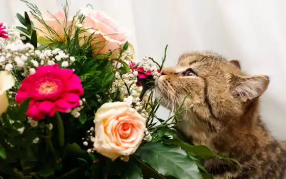букет, кот, цветы, розы, 