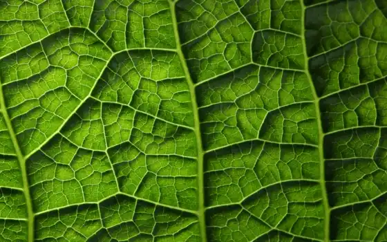 фотообои, зелёный, текстура, стена, лист, leaf, природа, растение