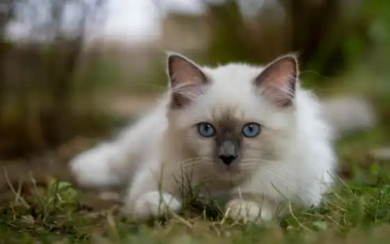 кот, пушистый, голубой, глаз, тыс, картинка, найти, котенок, порода