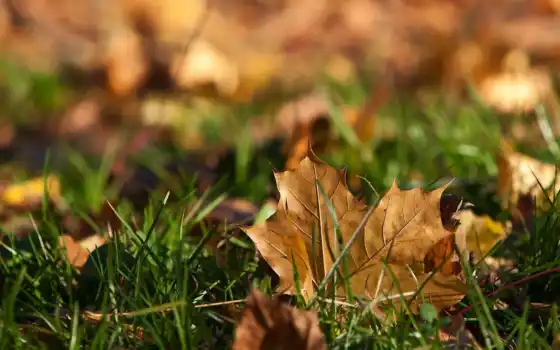 лист, осень, dry, трава, fallen, кленовые, листва, траве, 
