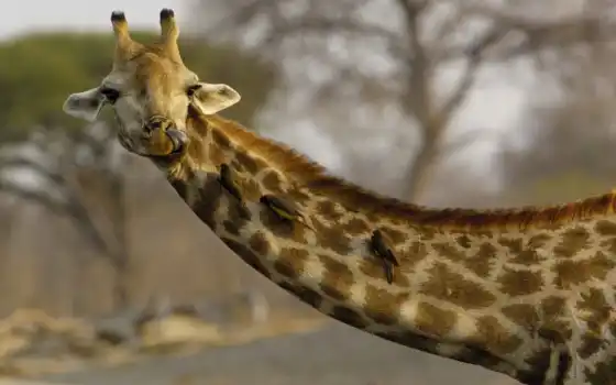 жираф, африка, 