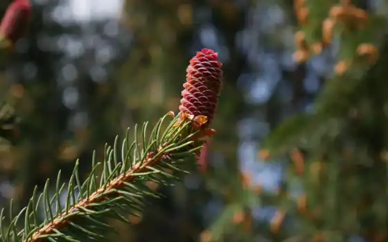 cone, игла, branch, добавить, fir, pine, makryi