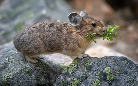 pika