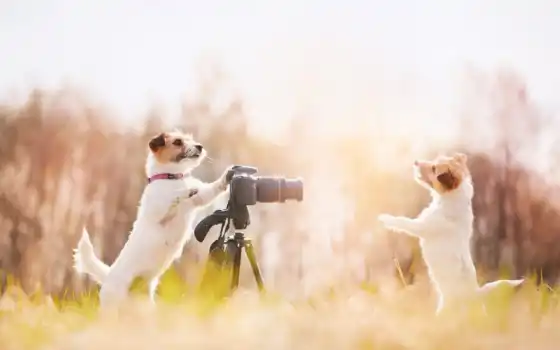 собака, фотоапарат, животное, природа, глубина, поле