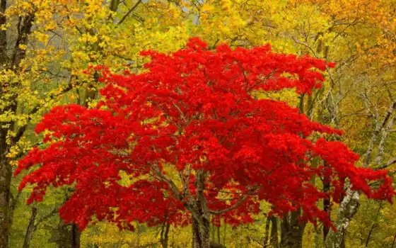 деревья, ли, красное, растительное, кустарник, открытка, осень, ацент