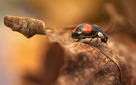 ladybug, leaf, фото, premium, res, getty