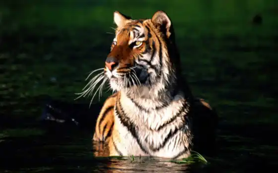 тигр, сундарбан, Бангладеш
