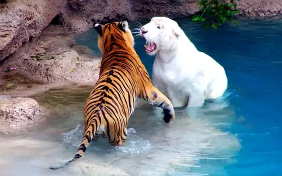 тигр, тигры, полосатый, кошки, водоеме, 