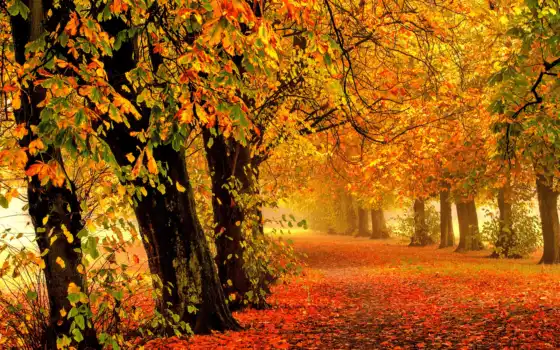 , осень, природа, алея, листья,