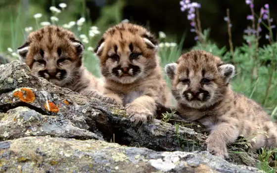 знаменитые, тигры, но, окраса, белый, рожденный, насыщенный, вместе, помёте, тигра, может,