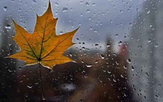 погода, осень, день, slovosochetanie, ukraine, value, дождь, стиль, flexbox