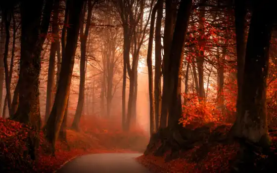 осень, лес, лес, дерево, сердце, утренняя, атлас