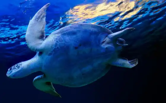 черепаха, marine, animal, плывёт, water