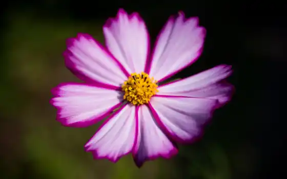 цвет, флора, фото, им ген, фото, фиолетовый, розовый, pixabay, гратис
