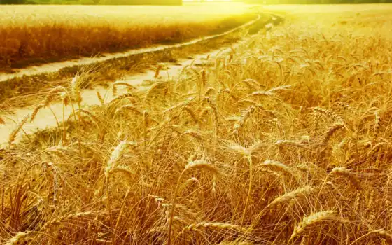пшеница, поле, пейзажи, золотая, лучи, золотые, колоски, солнце, рожь, августа, зерна, пшеницы, прогноз, пейзаж, 