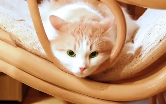 кот, глаза, котенок, зеленые, 