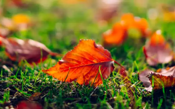 природа, осень, листья, оранжевые, макро, трава, лист, 
