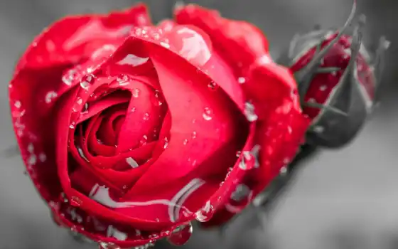 Букет цветов красные розы картинки