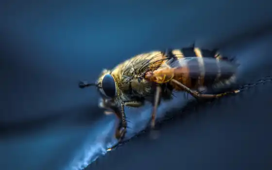 пчелка, fly, makryi, насекомое, human, pchelyi, different, popularity, sony, нота, galaxy