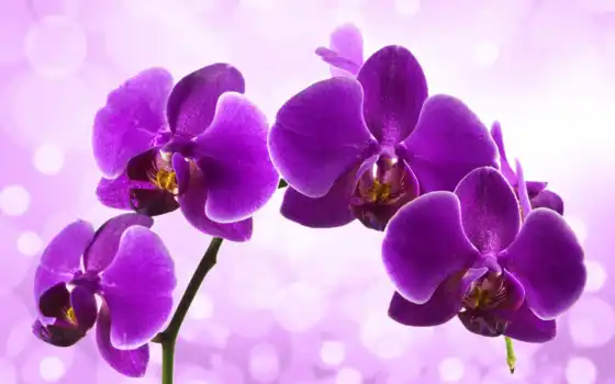 орхидея, фотороби, цвета, темно, магазин