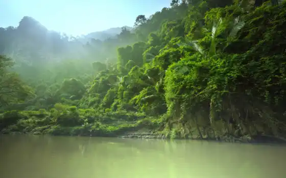джунгли, лес, тропические, река