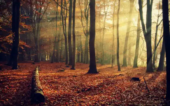осень, природа, деревья, разделе, листва, лес, 