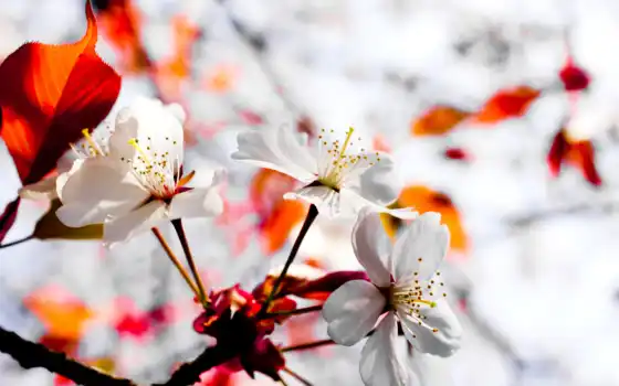 япония, растение, цветы, Сакура, 