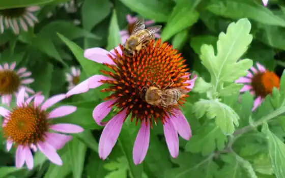 пчелка, мед, цветы