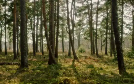 лес, дерево