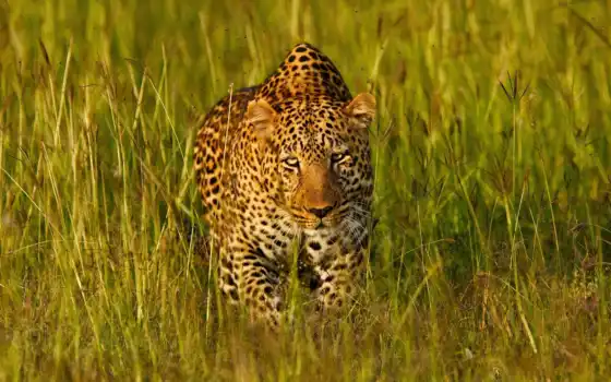леопард, трава, дикий, морда, африка, смежные, котенок, гепард, розовый