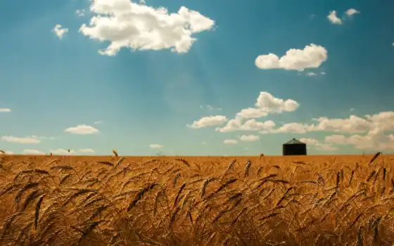 небо, поле, пшеница