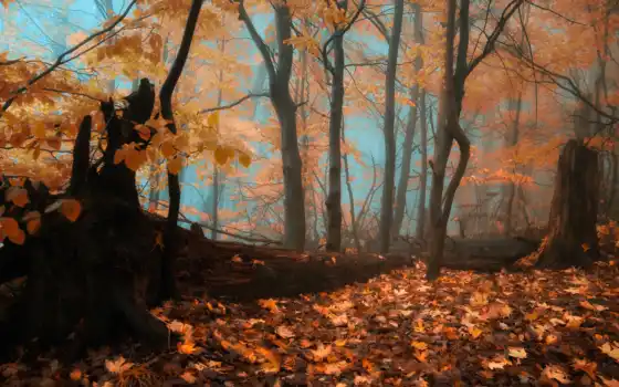 лес, осень, туман
